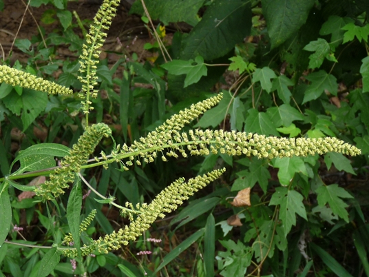 {Ambrosia trifida}